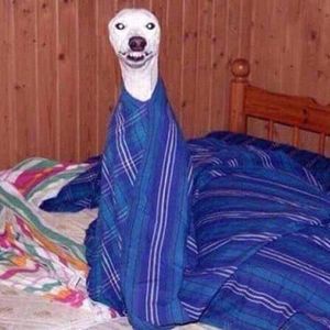 Meet your Posher, Tiffany ann